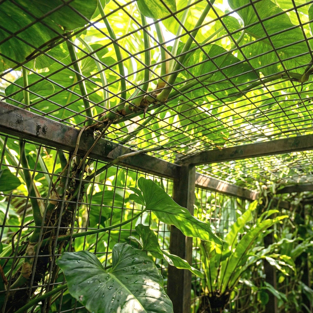 Wire Fence Green PVC Coated Welded Wire Fencing, Garden Fence Roll Vinyl Coat...