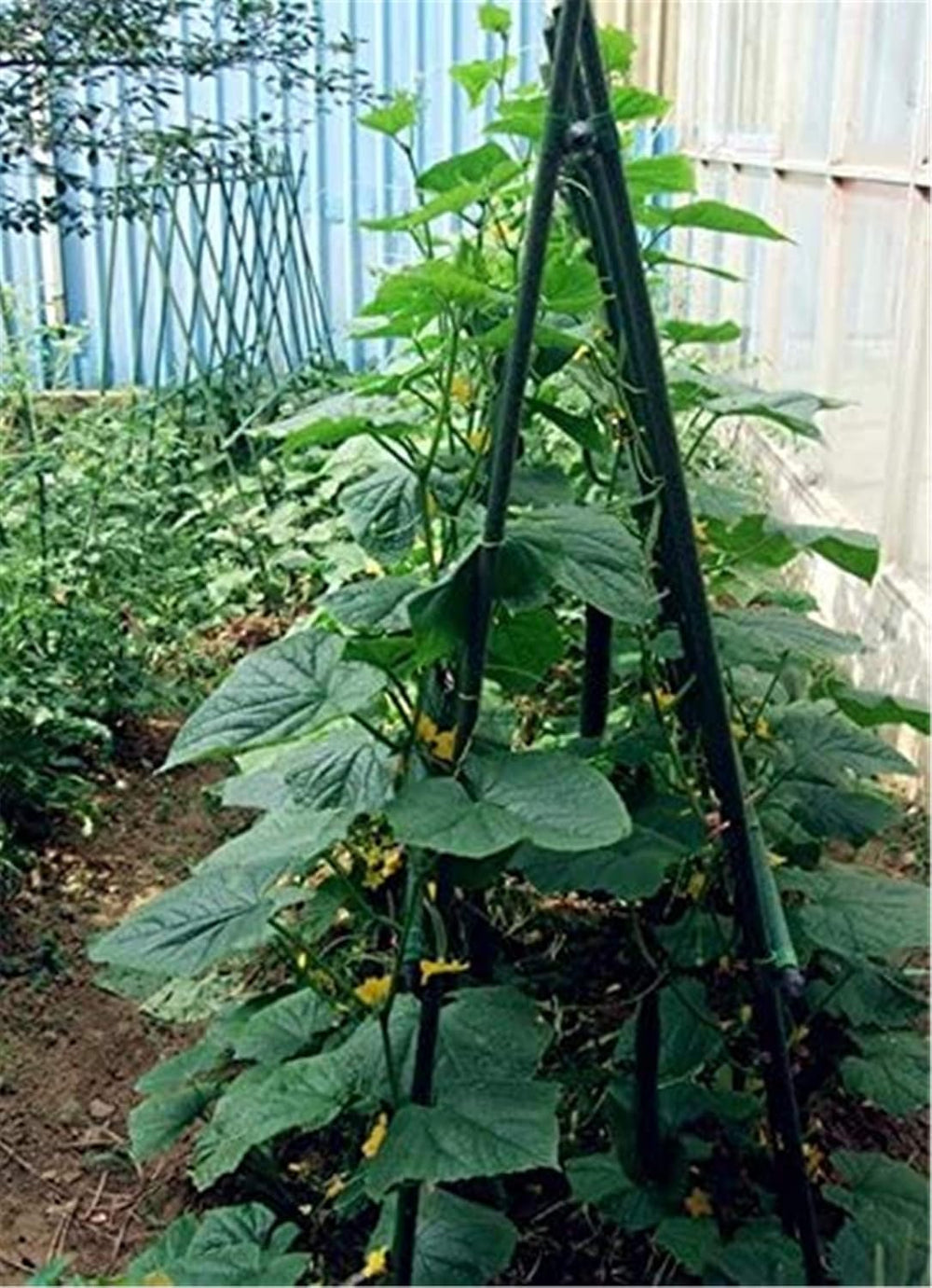 25 Pack 55 Inch Tall Plant Stakes for Tomatoes & Climbing Plants
