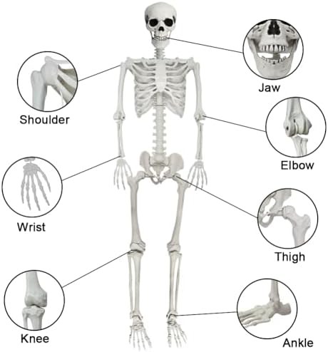 5.9FT Poseable Life Size Skeleton, Plastic Full Size Spooky Scary Skeleton with Movable Joints for Halloween Garden Party Decoration