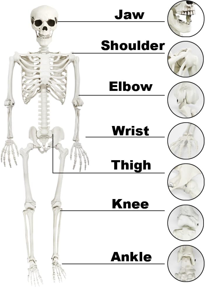 5.9FT Skeleton Halloween Full Size, Life Size Skeleton with Posable Joints