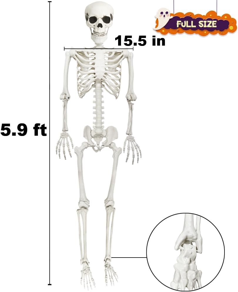 5.9FT Skeleton Halloween Full Size, Life Size Skeleton with Posable Joints