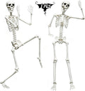 5.9FT Skeleton Halloween Full Size, Life Size Skeleton with Posable Joints