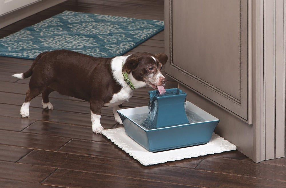 PetSafe Cat and Dog Water Fountain - Automatic Water Dispenser - Drinkwell Pa...