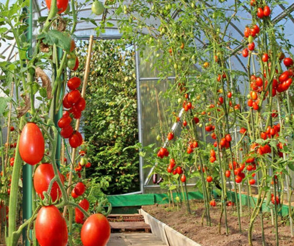 4ft Plant Stakes 50pack, 5/16 Inch Dia Garden Stakes, 48inch Garden Poles Tre...