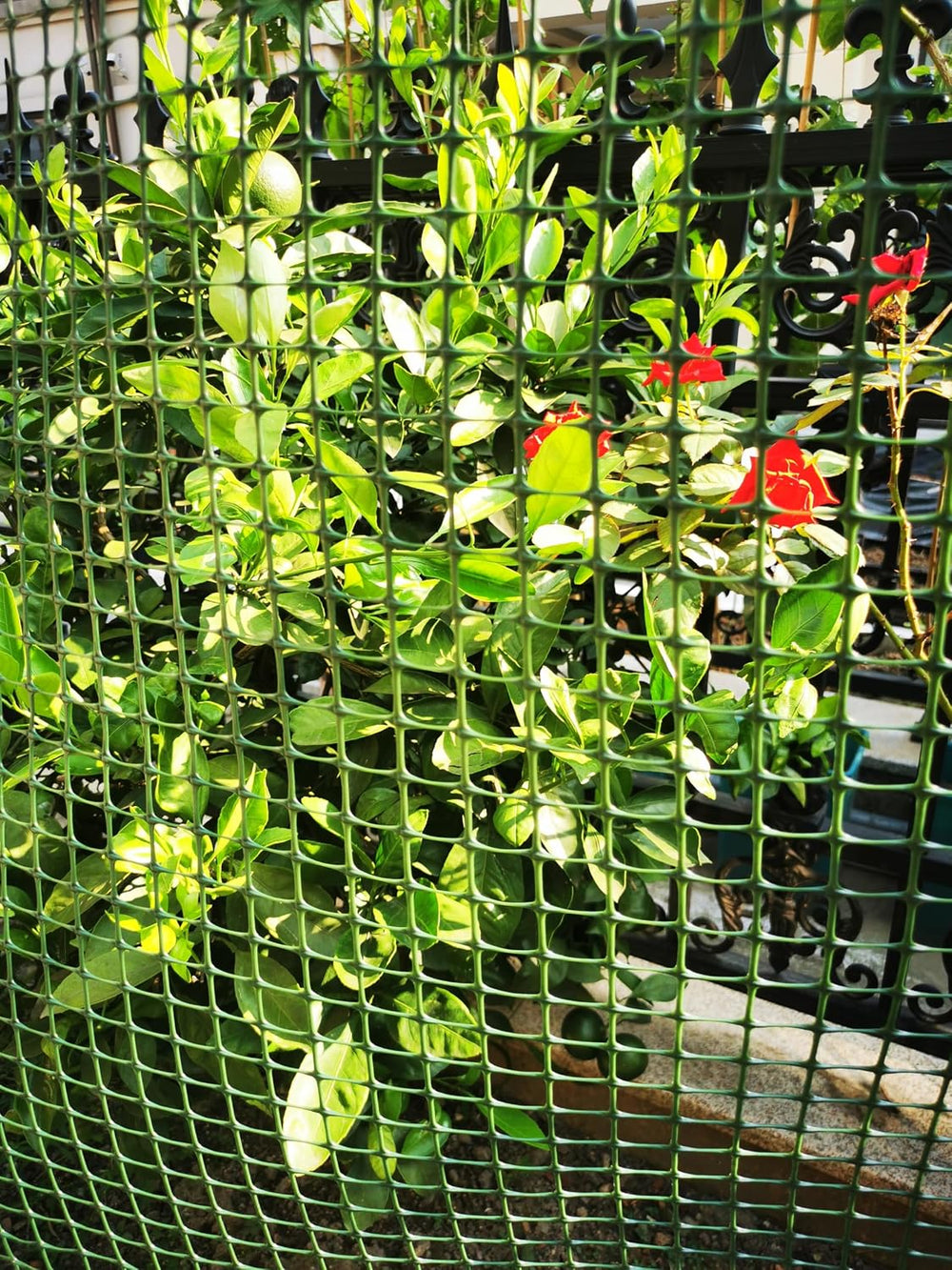 PotatoLife Green Plastic Garden Fence, Hardware Mesh, 4' x 50'